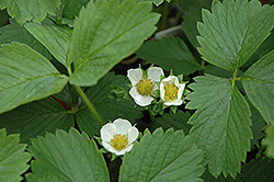 Ozark Beauty Strawberry (Fragaria 'Ozark Beauty') at Lakeshore Garden Centres