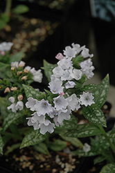 Silverado Lungwort (Pulmonaria 'Silverado') at Lakeshore Garden Centres