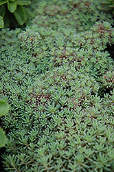 Fairy Mist Stonecrop (Sedum 'Fairy Mist') at Lakeshore Garden Centres