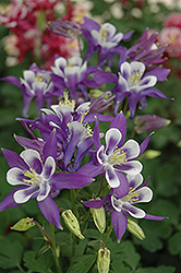 Winky Blue And White Columbine (Aquilegia 'Winky Blue And White') at Golden Acre Home & Garden