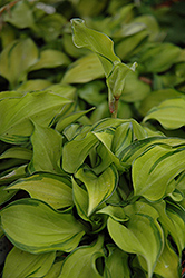Cracker Crumbs Hosta (Hosta 'Cracker Crumbs') at Lakeshore Garden Centres