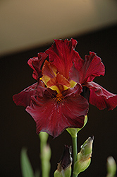 Saturday Night Live Iris (Iris 'Saturday Night Live') at Lakeshore Garden Centres