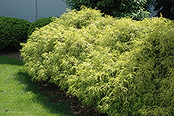 Dwarf Golden Sawara Falsecypress (Chamaecyparis pisifera 'Aurea Nana') at Lakeshore Garden Centres