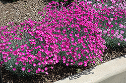 Firewitch Pinks (Dianthus gratianopolitanus 'Firewitch') at Peter Knippel Garden Centre