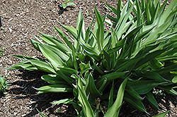 False Aloe (Manfreda virginica) at Lakeshore Garden Centres