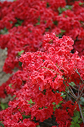 William Hyatt Azalea (Rhododendron 'William Hyatt') at Lakeshore Garden Centres