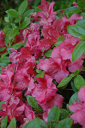 Robert Hyatt Azalea (Rhododendron 'Robert Hyatt') at Lakeshore Garden Centres