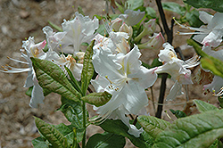 Lace Valentine Azalea (Rhododendron 'Lace Valentine') at Lakeshore Garden Centres