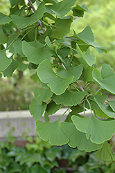 Magyar Ginkgo (Ginkgo biloba 'Magyar') at Green Thumb Garden Centre