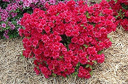 Hershey's Red Azalea (Rhododendron 'Hershey's Red') at Lakeshore Garden Centres