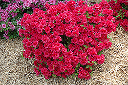 Hershey's Red Azalea (Rhododendron 'Hershey's Red') at A Very Successful Garden Center