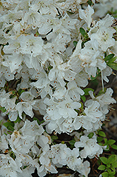Snow White Azalea (Rhododendron 'Snow White') at Lakeshore Garden Centres