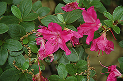Komo Kulshan Azalea (Rhododendron kiusianum 'Komo Kulshan') at Lakeshore Garden Centres
