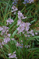 Pink Spanish Bluebell (Hyacinthoides hispanica 'Rosea') at Lakeshore Garden Centres