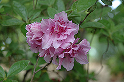 Margaret Hyatt Rhododendron (Rhododendron 'Margaret Hyatt') at Lakeshore Garden Centres