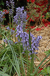 Spanish Bluebell (Hyacinthoides hispanica) at Lakeshore Garden Centres
