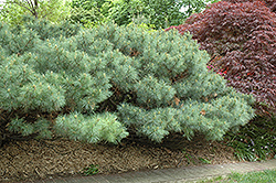 Dwarf White Pine (Pinus strobus 'Nana') at A Very Successful Garden Center
