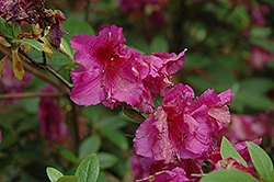Corsage Azalea (Rhododendron 'Corsage') at Lakeshore Garden Centres