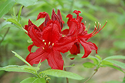Wallowa Red Azalea (Rhododendron 'Wallowa Red') at Lakeshore Garden Centres