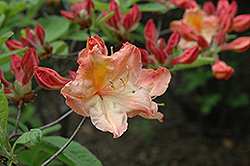 Kathleen Azalea (Rhododendron 'Kathleen') at Lakeshore Garden Centres