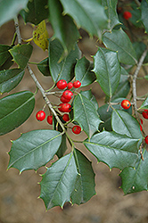 Miss Helen American Holly (Ilex opaca 'Miss Helen') at Lakeshore Garden Centres