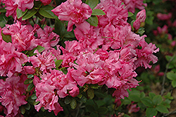 Mrs. Henry Schroeder Rhododendron (Rhododendron 'Mrs. Henry Schroeder') at Lakeshore Garden Centres