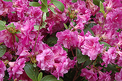 Schroeder's Lavender Rose Azalea (Rhododendron 'Schroeder's Lavender Rose') at Lakeshore Garden Centres