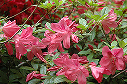 Hoosier Peach Azalea (Rhododendron 'Hoosier Peach') at Lakeshore Garden Centres