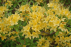 Hazel Hamilton Azalea (Rhododendron 'Hazel Hamilton') at Lakeshore Garden Centres