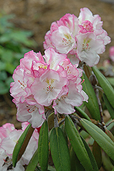Ken Janeck Rhododendron (Rhododendron 'Ken Janeck') at Lakeshore Garden Centres