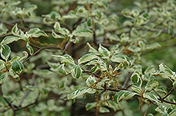 Variegated Pagoda Dogwood (Cornus alternifolia 'Argentea') at Lakeshore Garden Centres