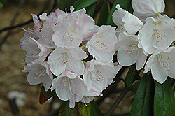 Mist Maiden Rhododendron (Rhododendron 'Mist Maiden') at Lakeshore Garden Centres