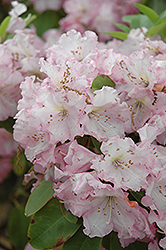 Dexter's Appleblossom Rhododendron (Rhododendron 'Dexter's Appleblossom') at Lakeshore Garden Centres