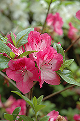 Carrie Amanda Schroeder Azalea (Rhododendron 'Carrie Amanda Schroeder') at Lakeshore Garden Centres