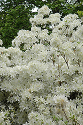 Palestrina Azalea (Rhododendron 'Palestrina') at Lakeshore Garden Centres