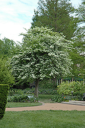 Green Hawthorn (Crataegus viridis) at Lakeshore Garden Centres