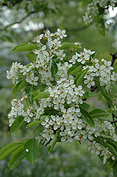Green Hawthorn (Crataegus viridis) at Lakeshore Garden Centres