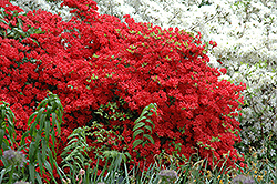 Stewartstonian Azalea (Rhododendron 'Stewartstonian') at Lakeshore Garden Centres