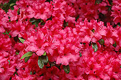 Girard's Rose Azalea (Rhododendron 'Girard's Rose') at Lakeshore Garden Centres