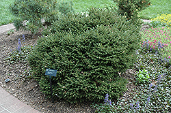 Shadow's Broom Dwarf Serbian Spruce (Picea omorika 'Shadow's Broom') at Lakeshore Garden Centres