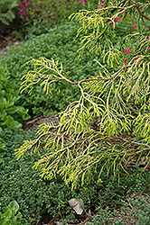 Golden Whorl Hinoki Falsecypress (Chamaecyparis obtusa 'Golden Whorl') at Lakeshore Garden Centres