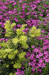 Watnong Gold Yew (Taxus baccata 'Watnong Gold') at Lakeshore Garden Centres