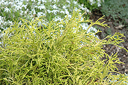 Kost's Yellow Falsecypress (Chamaecyparis pisifera 'Kost Yellow') at Lakeshore Garden Centres
