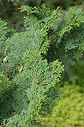 Shiva Dwarf Whitecedar (Chamaecyparis thyoides 'Shiva') at Lakeshore Garden Centres