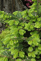 Nordmann Fir (Abies nordmanniana) at Lakeshore Garden Centres