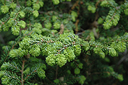 Curly Hemlock (Tsuga canadensis 'Curly') at Lakeshore Garden Centres