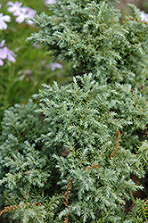 Squarrosa Intermedia Moss Falsecypress (Chamaecyparis pisifera 'Squarrosa Intermedia') at Lakeshore Garden Centres