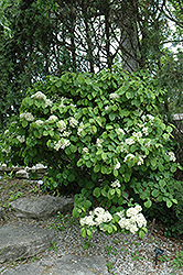 Newport Doublefile Viburnum (Viburnum plicatum 'Newzam') at Lakeshore Garden Centres