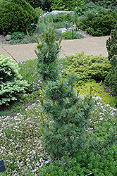 Bergman Japanese White Pine (Pinus parviflora 'Bergmani') at Lakeshore Garden Centres