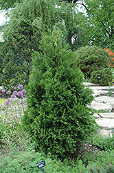 Wansdyke Silver Arborvitae (Thuja occidentalis 'Wansdyke Silver') at Lakeshore Garden Centres